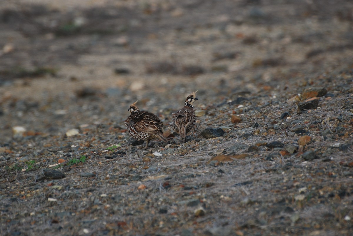 Crested Bobwhite - ML597275121