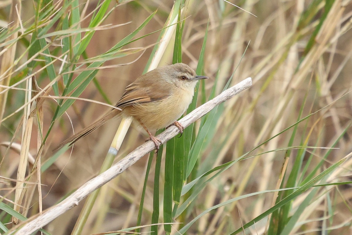 Tawny-flanked Prinia - Daniel Engelbrecht - Birding Ecotours