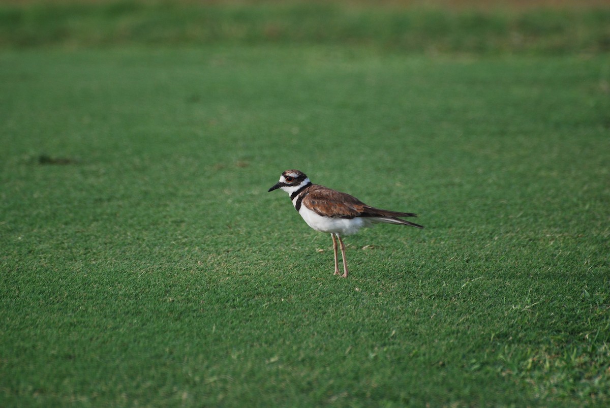 Killdeer - Ryan Irvine