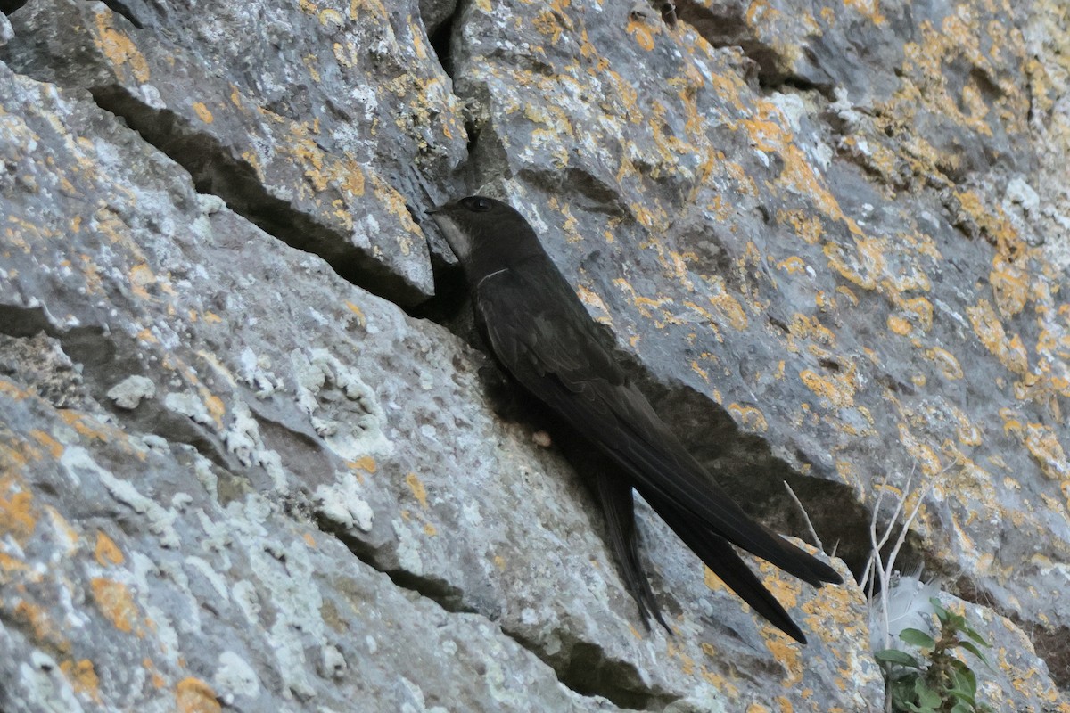 Common Swift - ML597275331