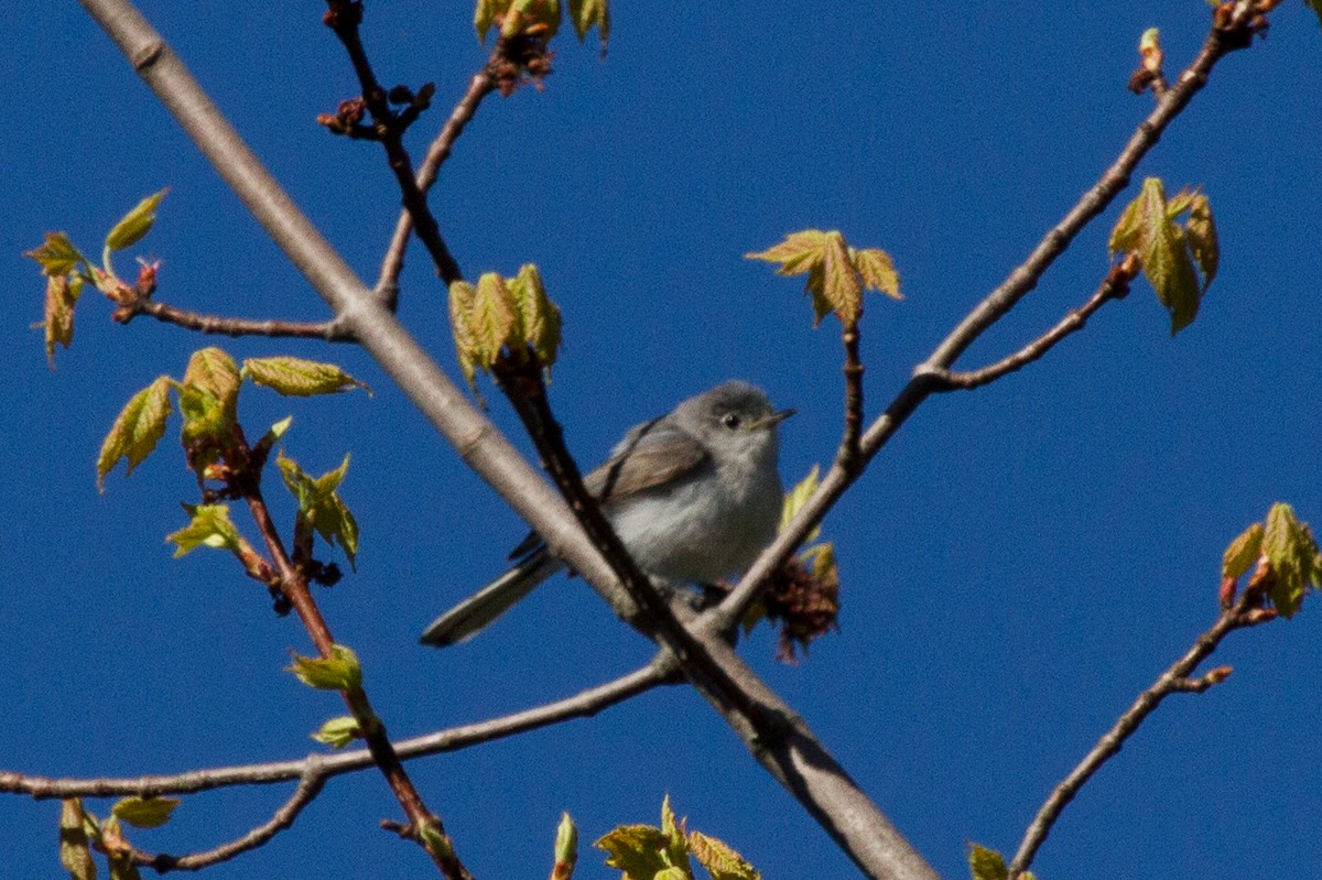 Blue-gray Gnatcatcher - ML59727541