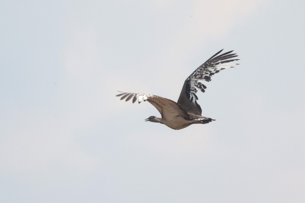 Denham's Bustard - ML597277151