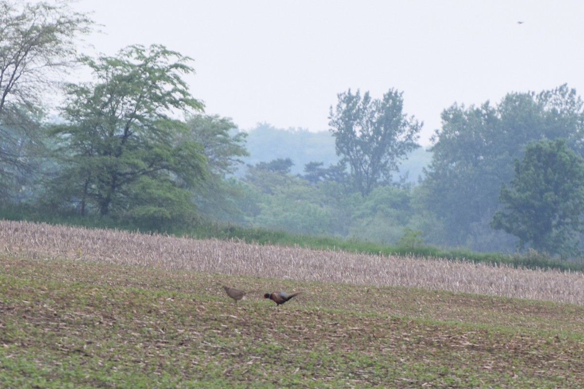 Ring-necked Pheasant - ML59727721