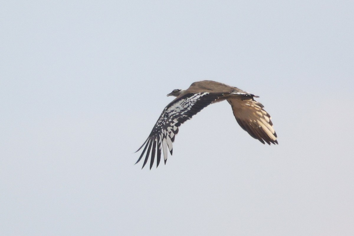 Denham's Bustard - ML597277321