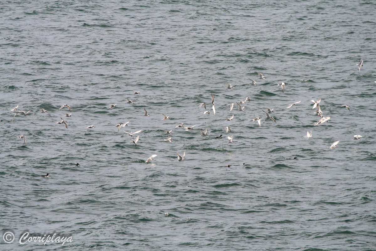 Common Tern - ML597277351