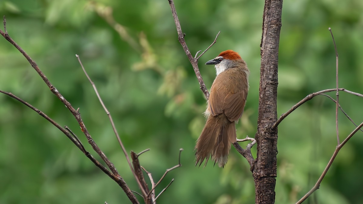 Chestnut-capped Babbler - Asim Hakeem