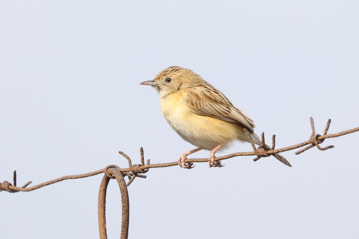 Desert Cisticola - ML597277551