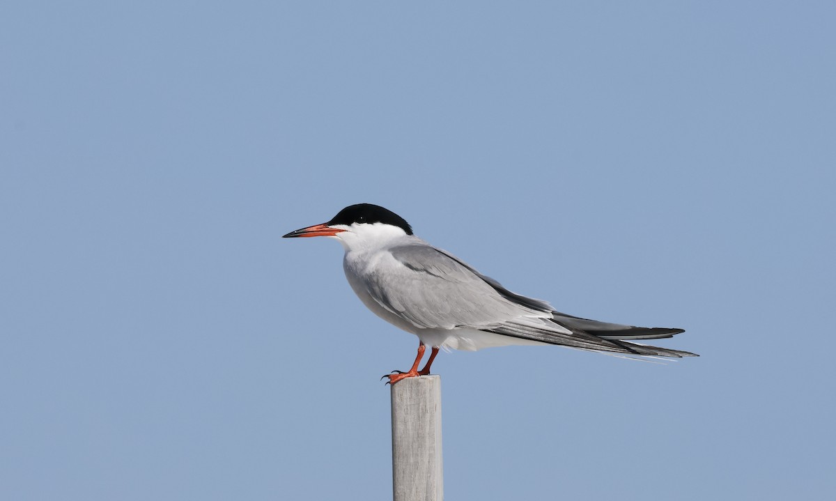 Common Tern - Jamie Adams
