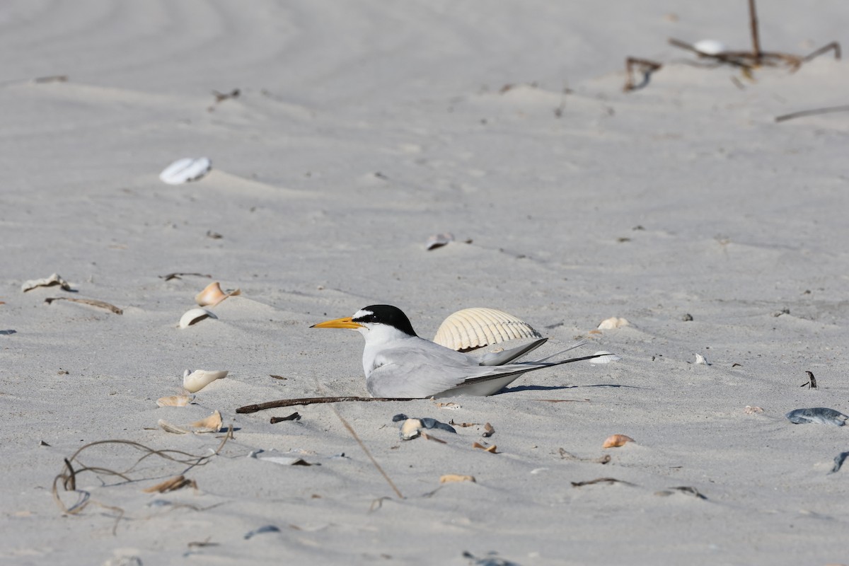 Least Tern - Jamie Adams