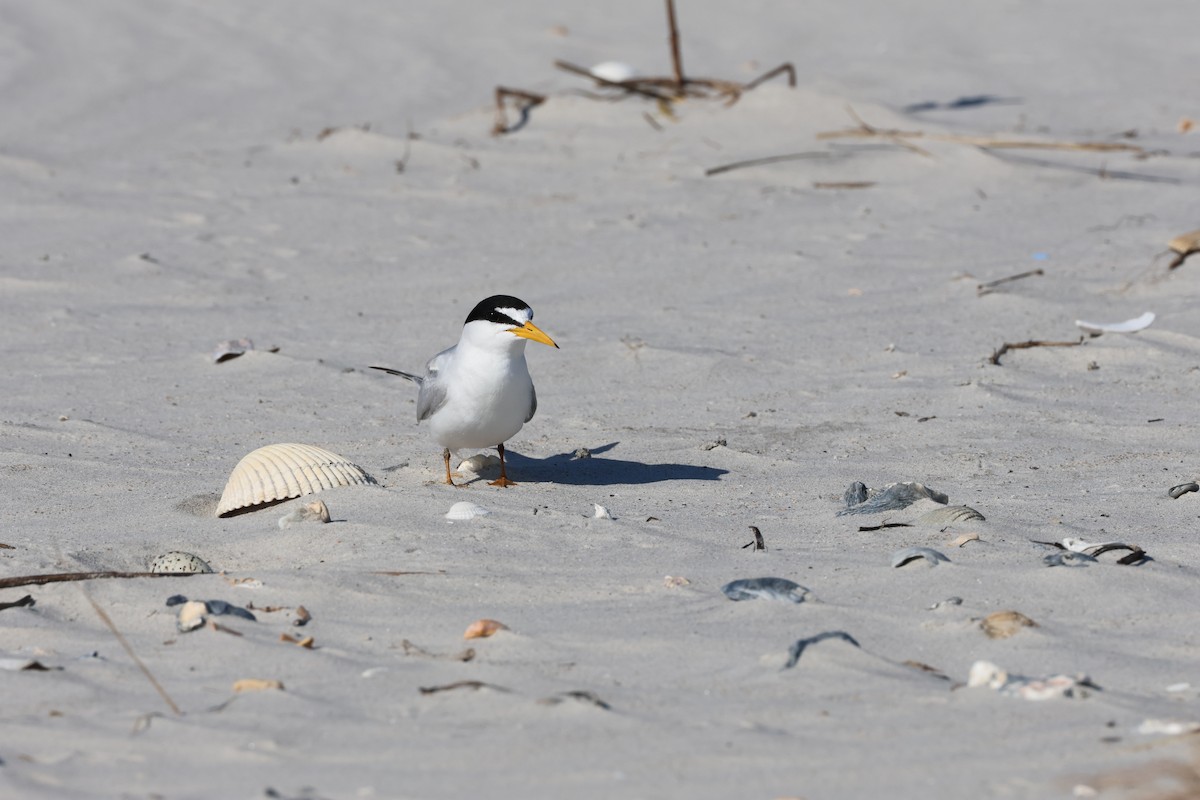 Least Tern - Jamie Adams