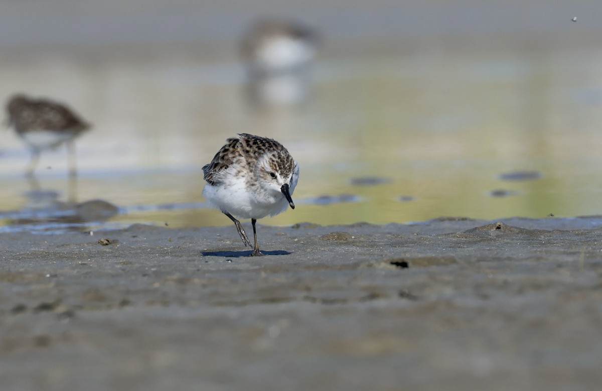 Semipalmated Sandpiper - ML597277761