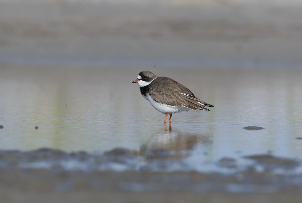 Semipalmated Plover - ML597277781