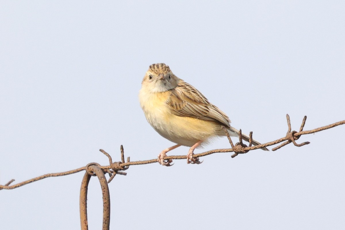 Desert Cisticola - ML597277791