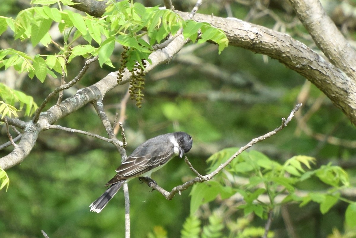 Eastern Kingbird - ML59727781