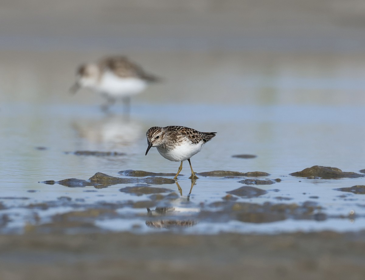 Least Sandpiper - ML597277851