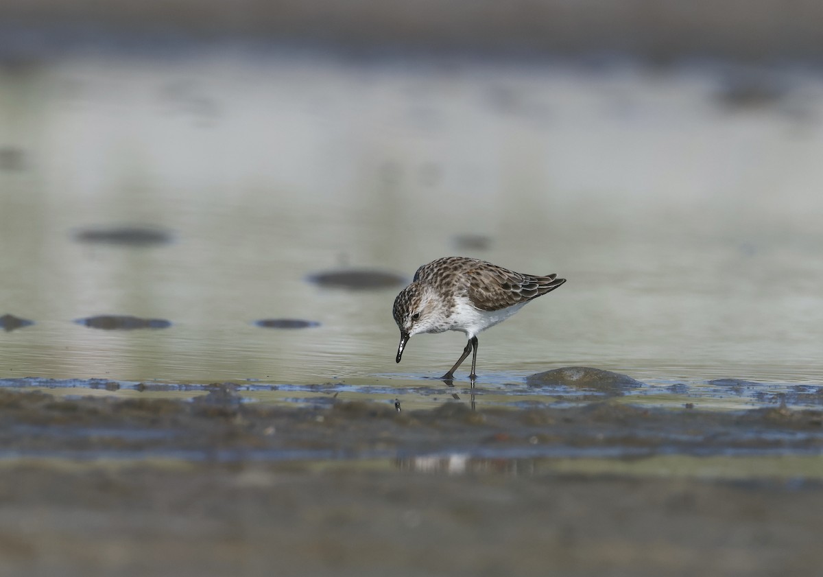 Semipalmated Sandpiper - ML597277941