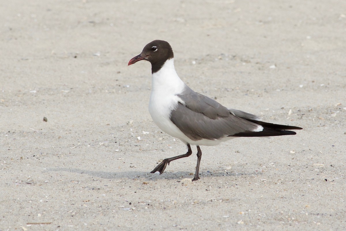 Laughing Gull - ML597278451