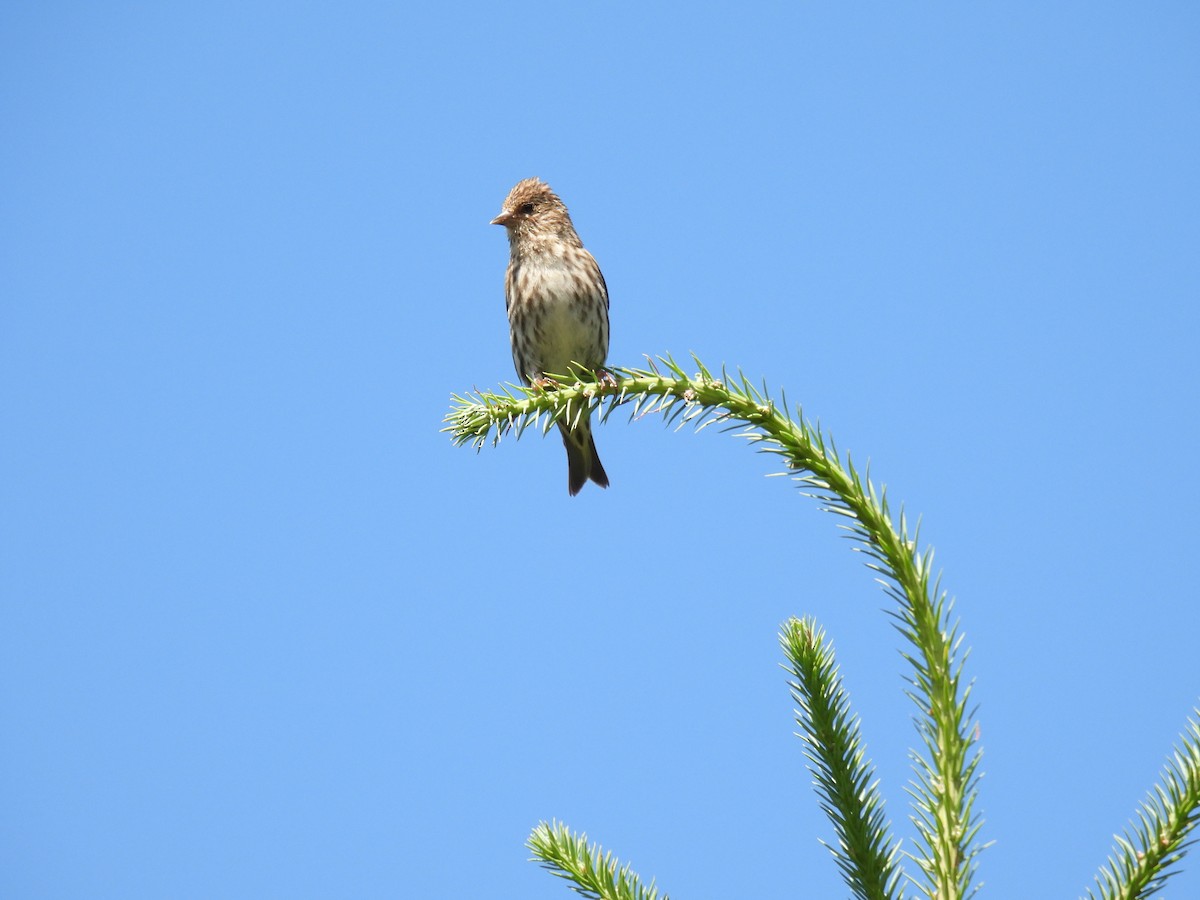 Pine Siskin - ML597278601