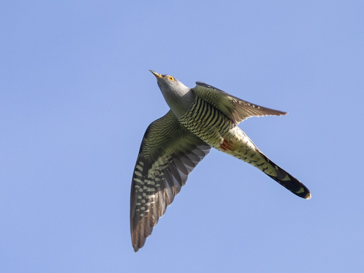 Common Cuckoo - ML597280211