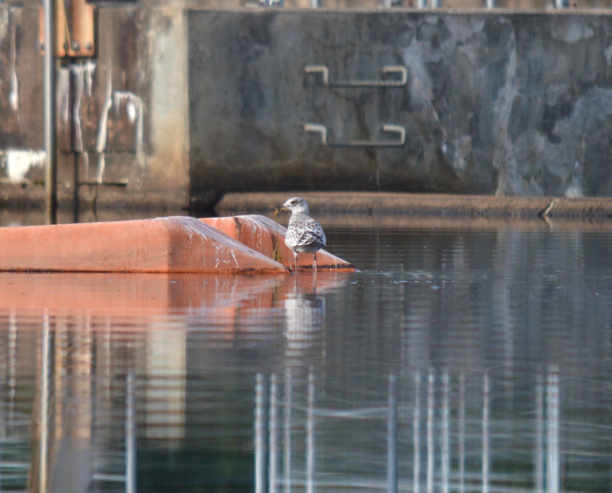 Ring-billed Gull - ML597280781