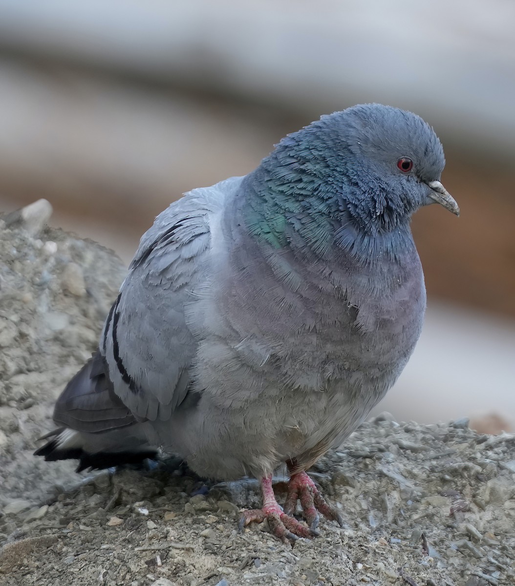 Pigeon des rochers - ML597280791