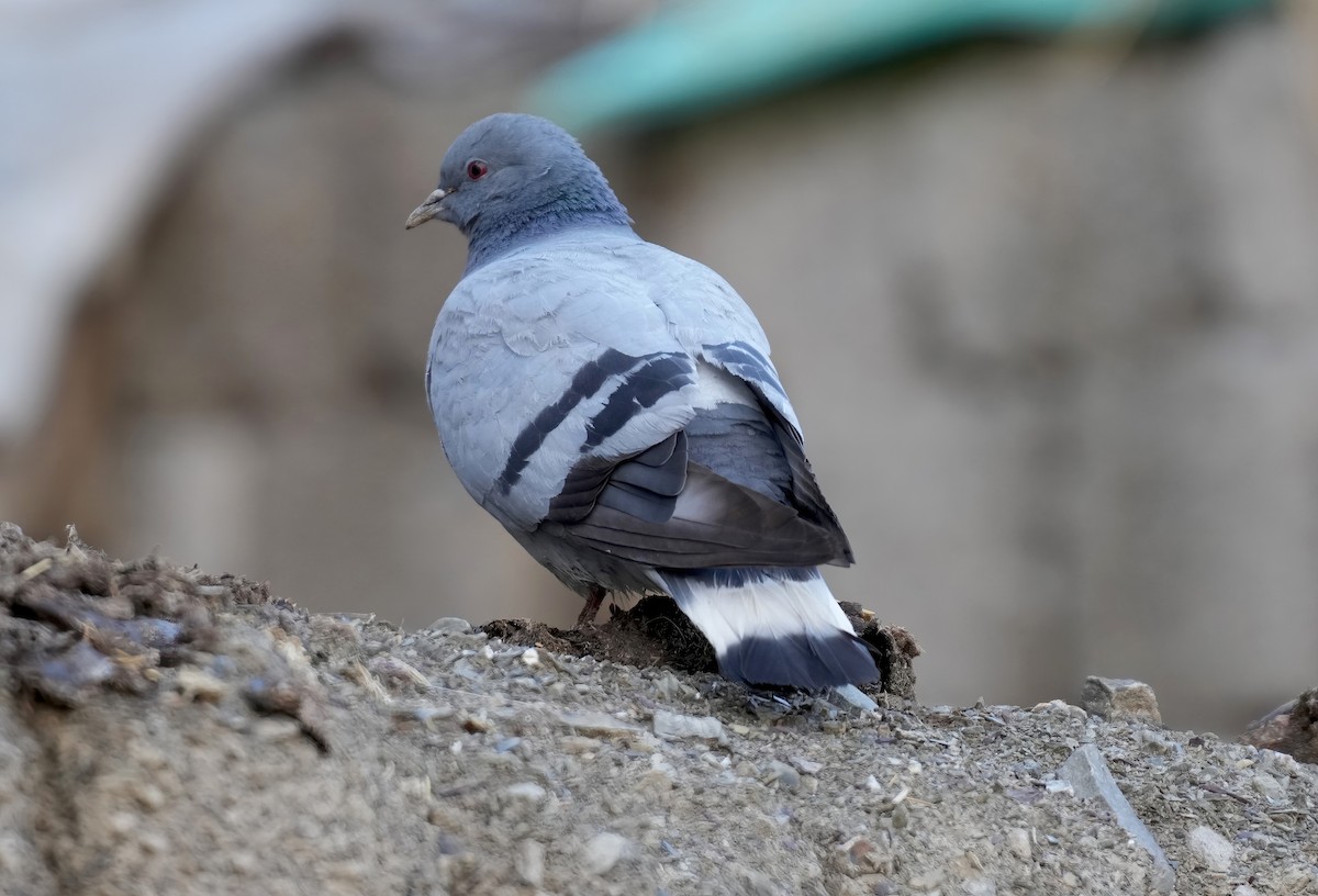 Pigeon des rochers - ML597280811