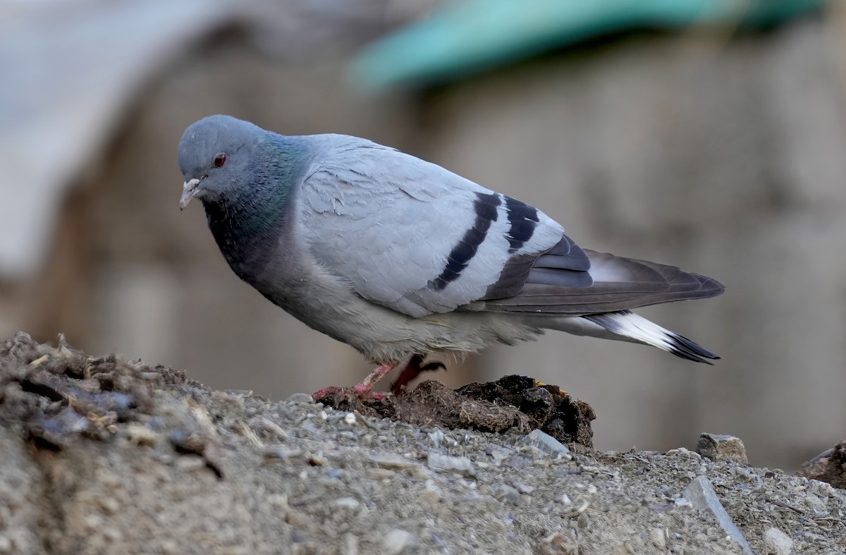 Pigeon des rochers - ML597280821