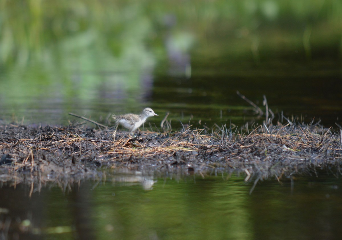 Spotted Sandpiper - ML597280991