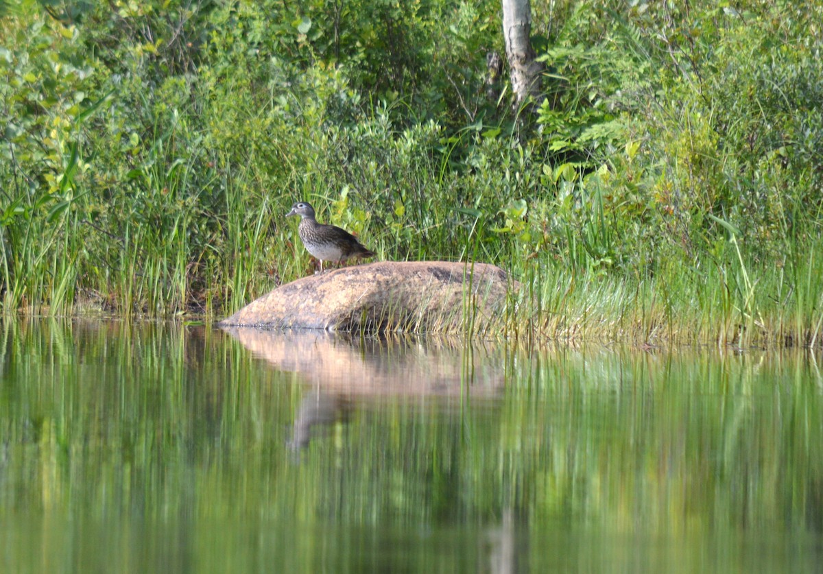 Wood Duck - ML597281041