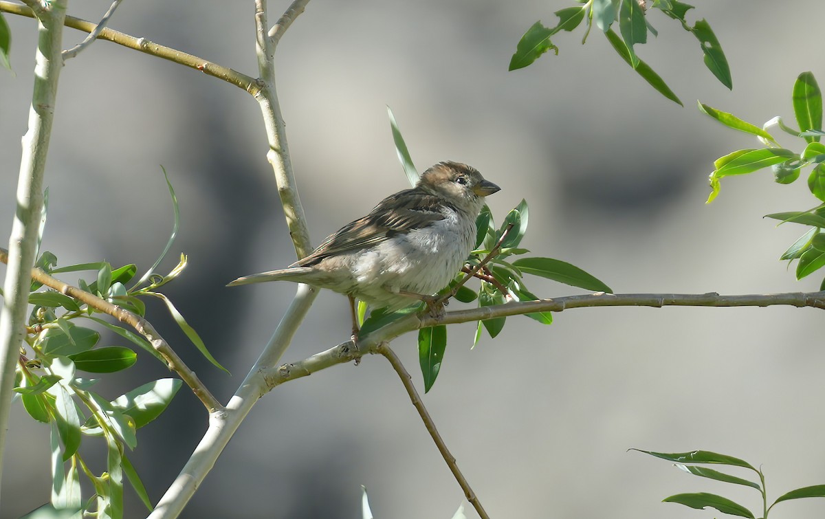 Common Rosefinch - Sudip Simha