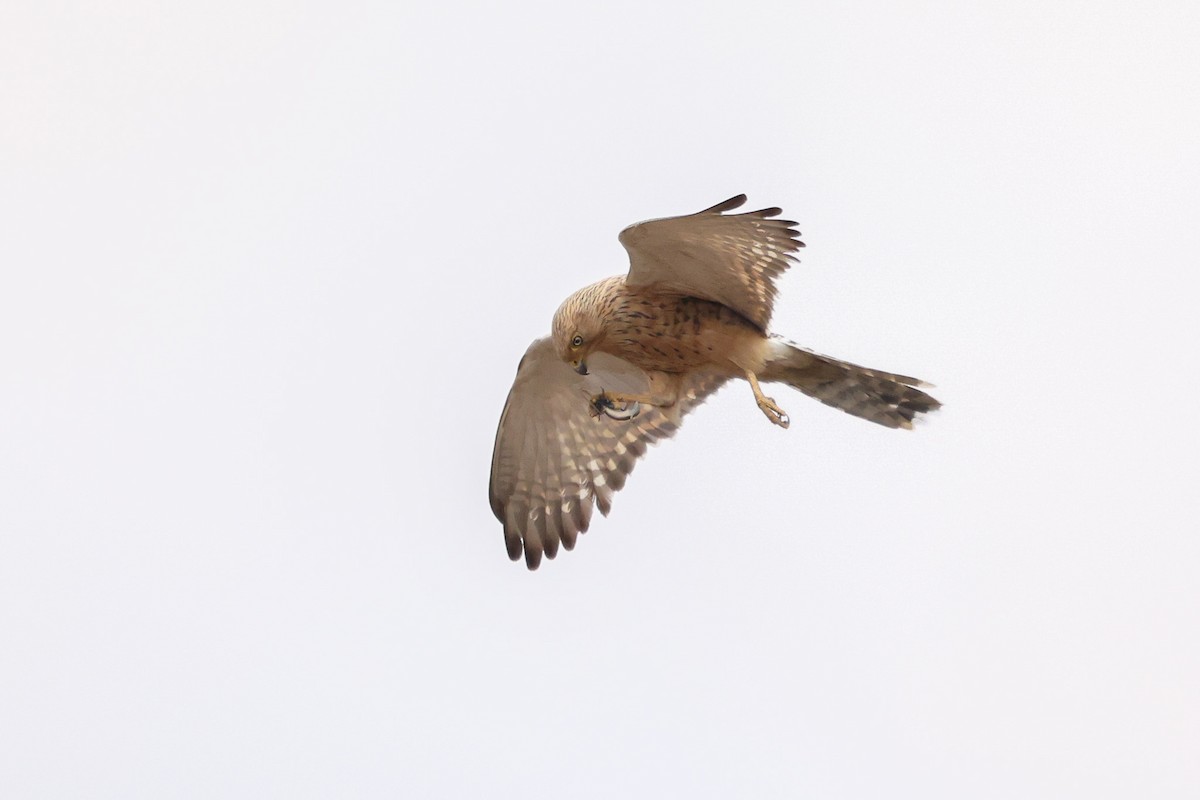 Greater Kestrel - ML597281101