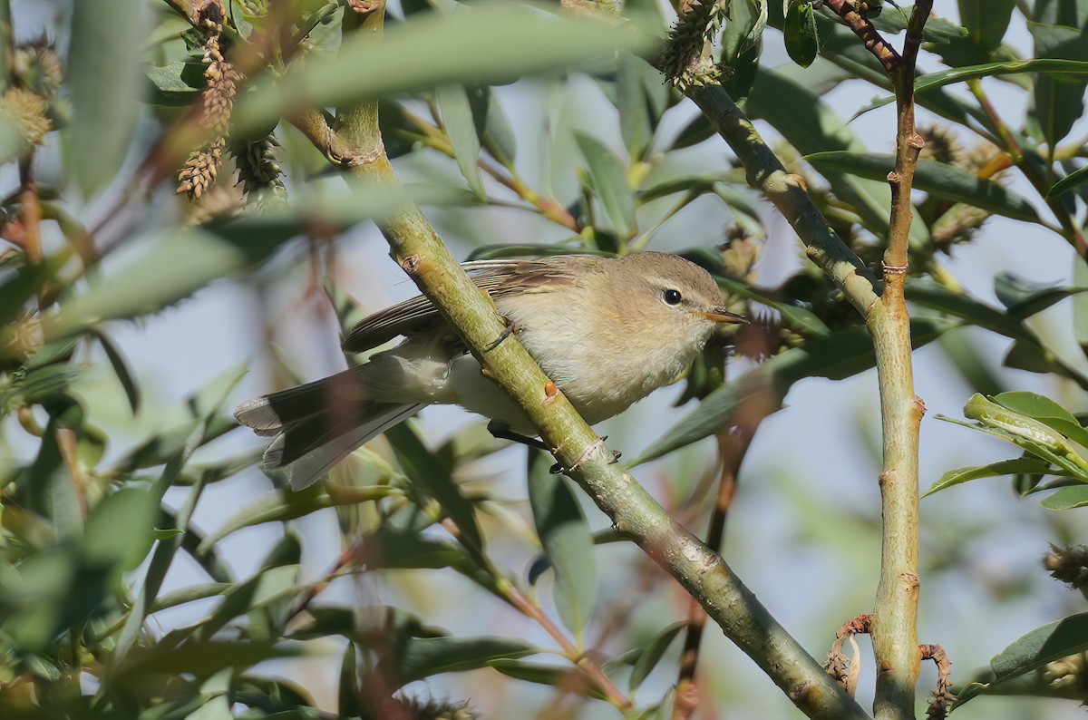 Mountain Chiffchaff - Sudip Simha