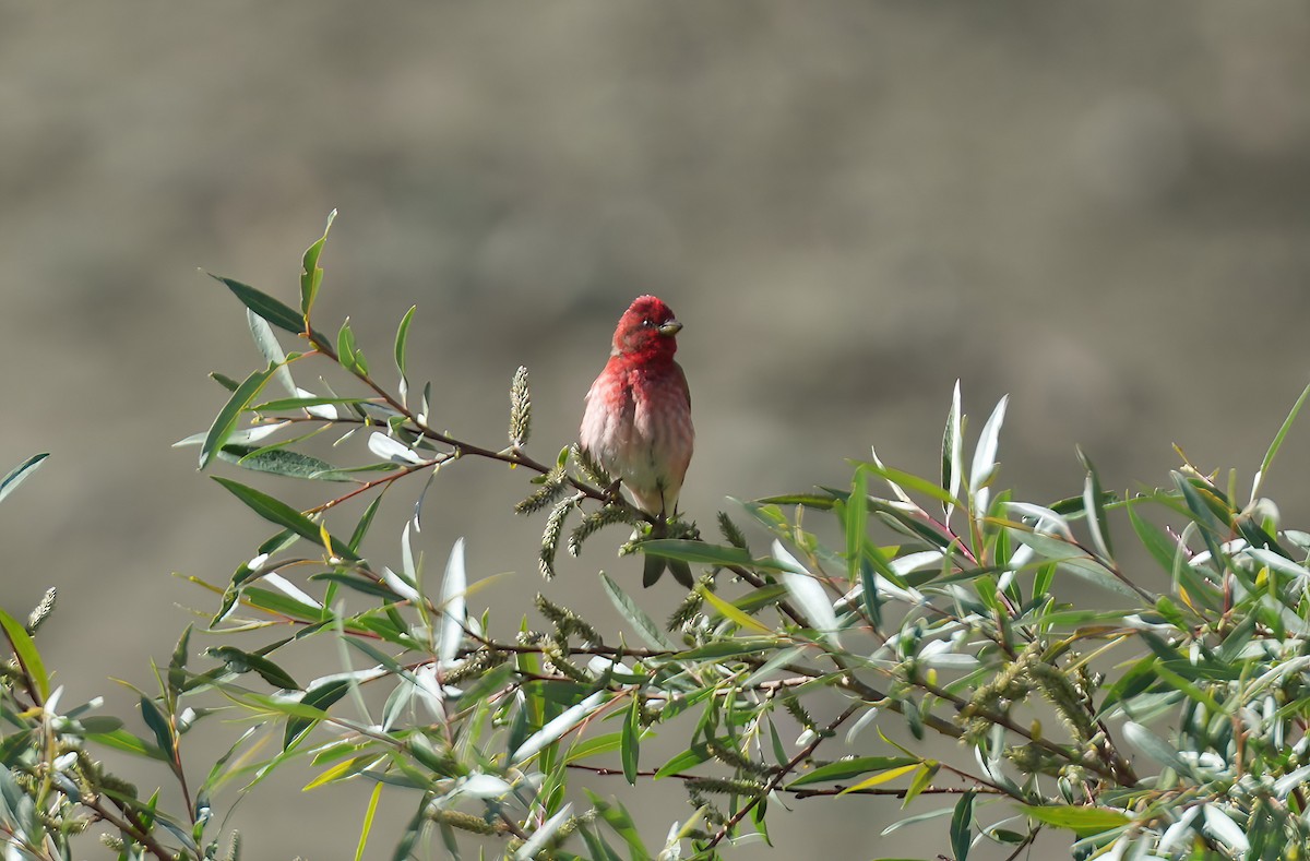 Common Rosefinch - Sudip Simha
