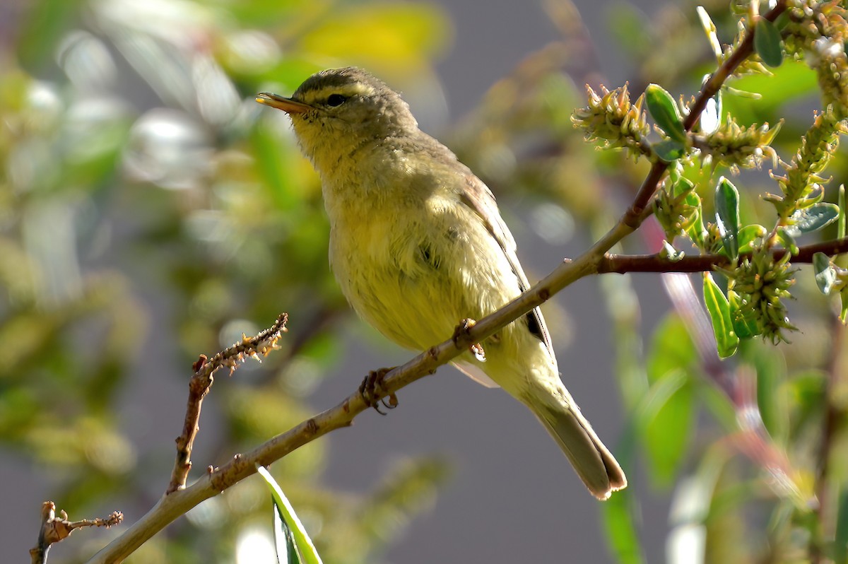 Tickell's Leaf Warbler - Sudip Simha