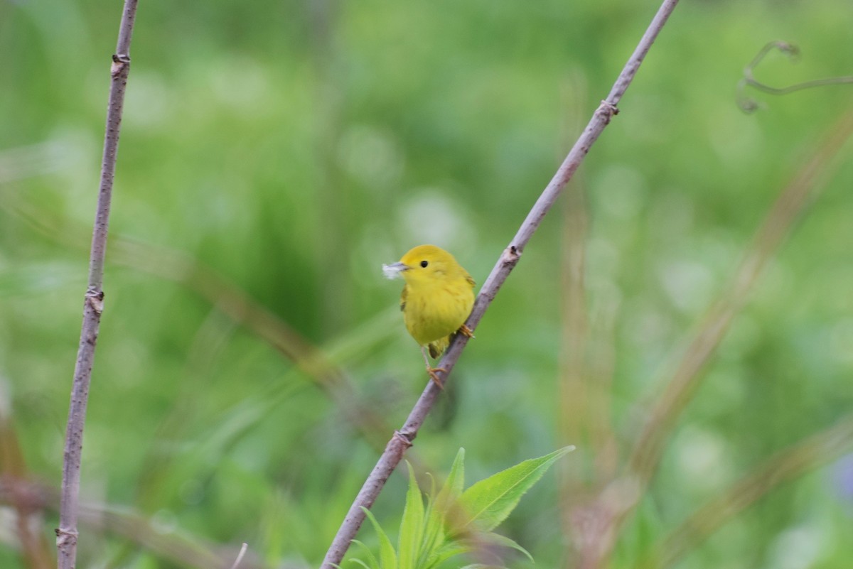 Yellow Warbler - ML59728171