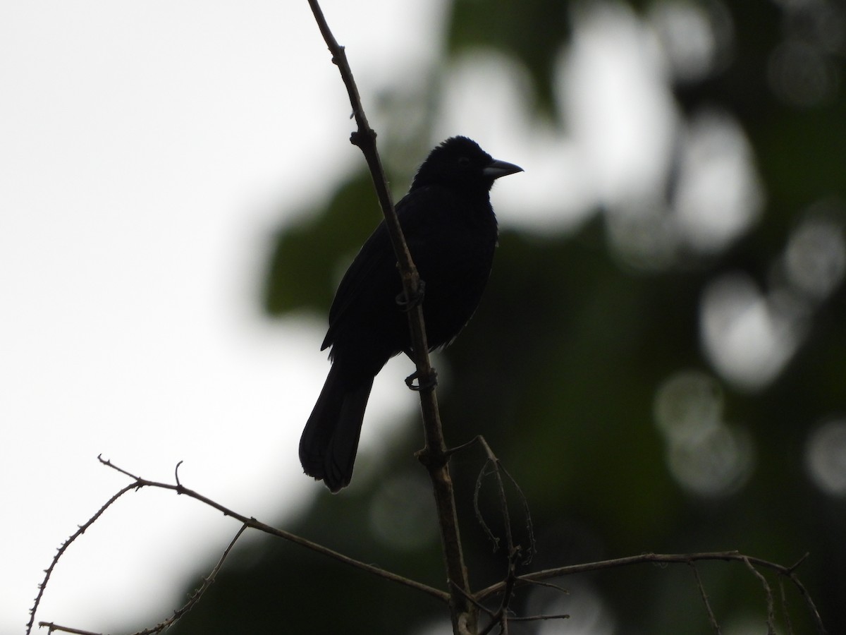 Velvet-fronted Grackle - ML597281741