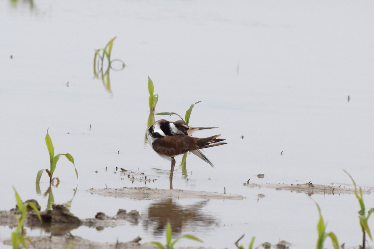 Killdeer - ML59728341