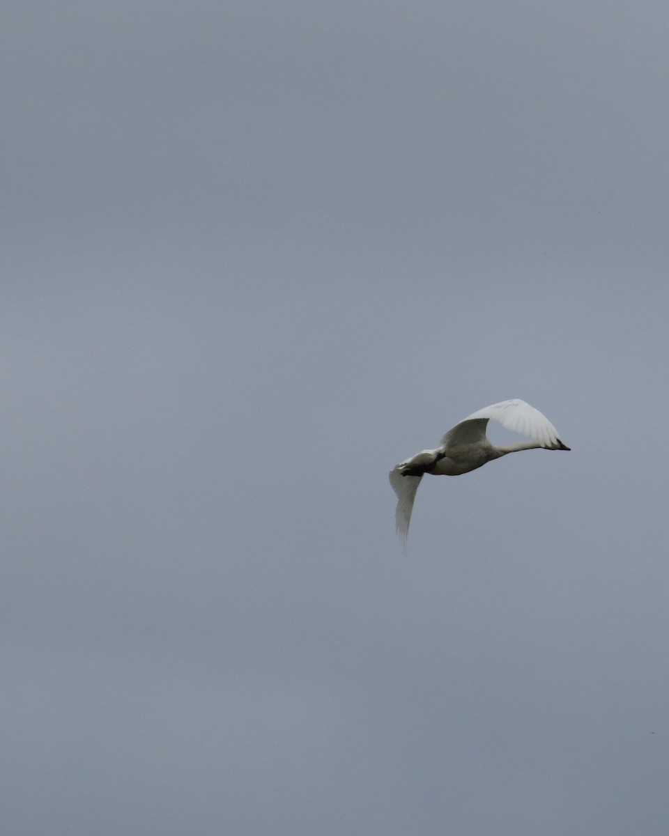 Trumpeter Swan - ML59728481