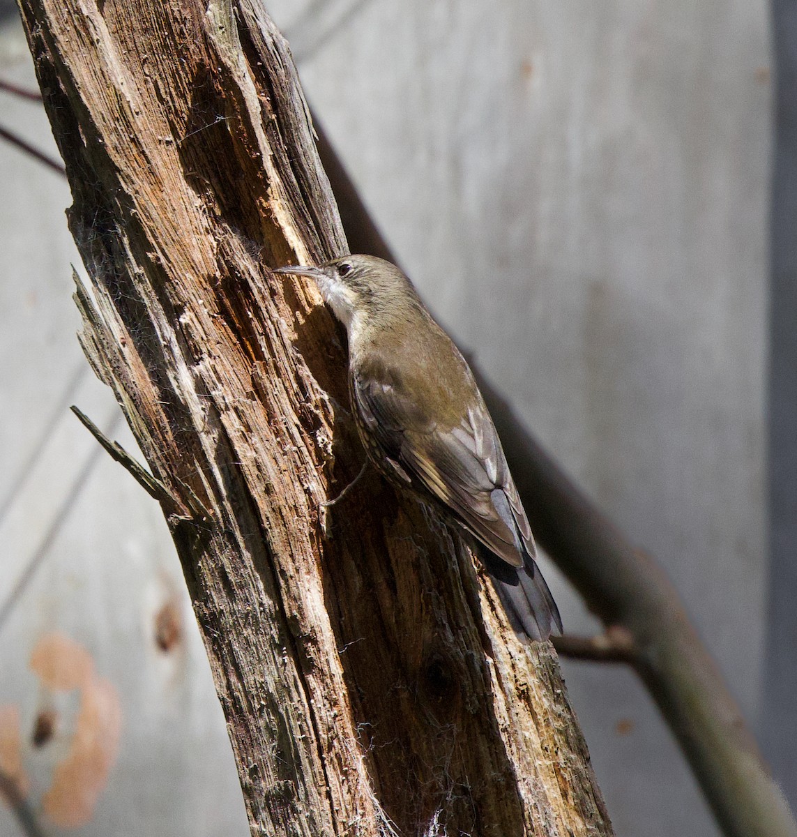 White-throated Treecreeper - ML597284911