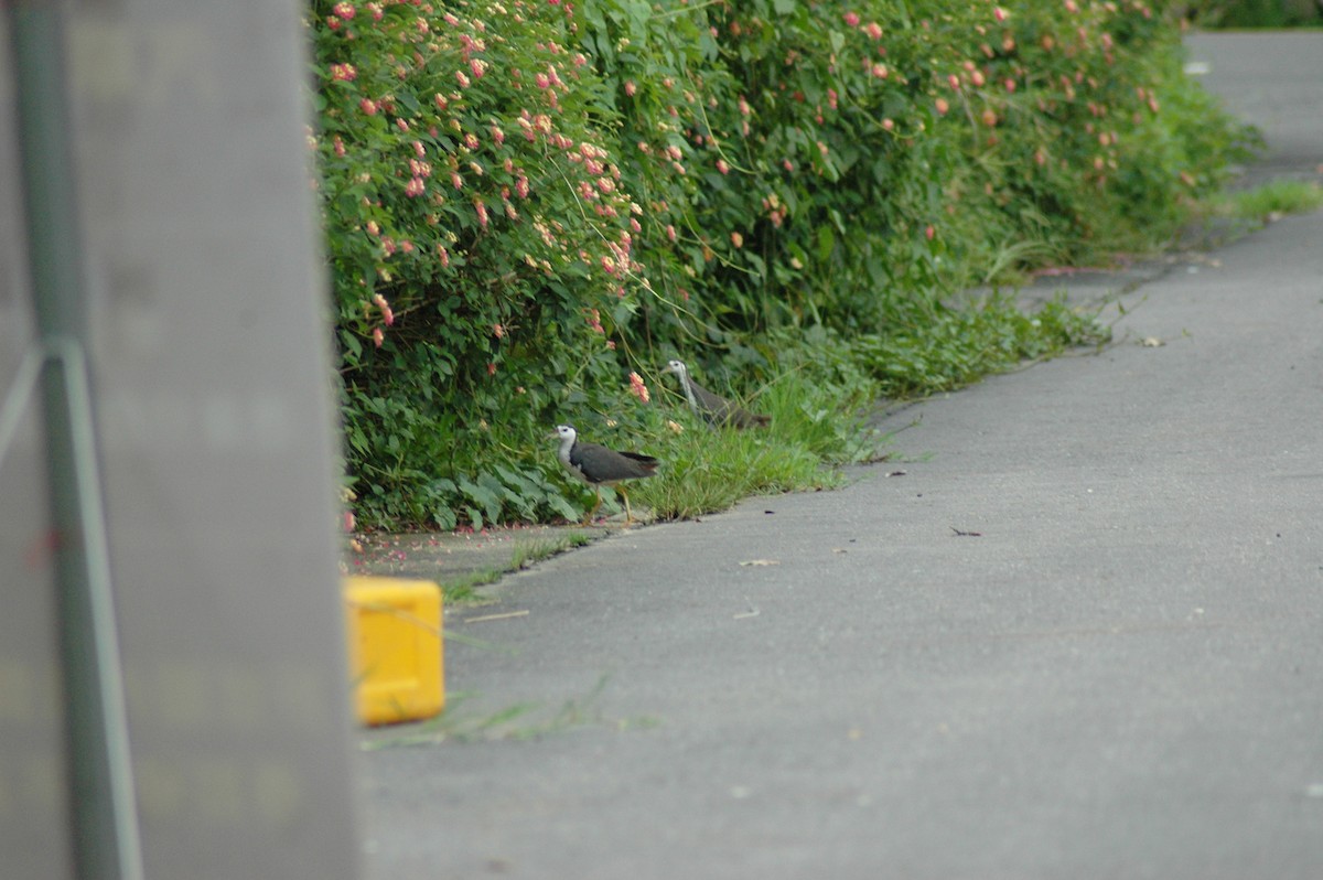 White-breasted Waterhen - ML597285341