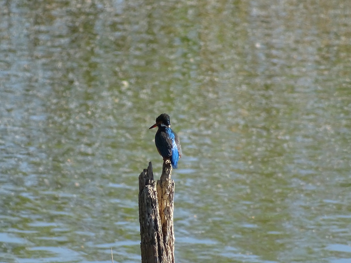 Common Kingfisher - ML597285901