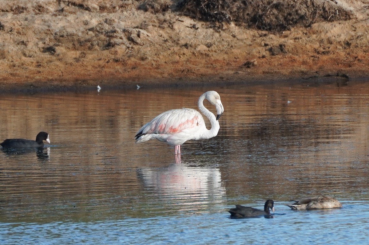 Greater Flamingo - ML597286731
