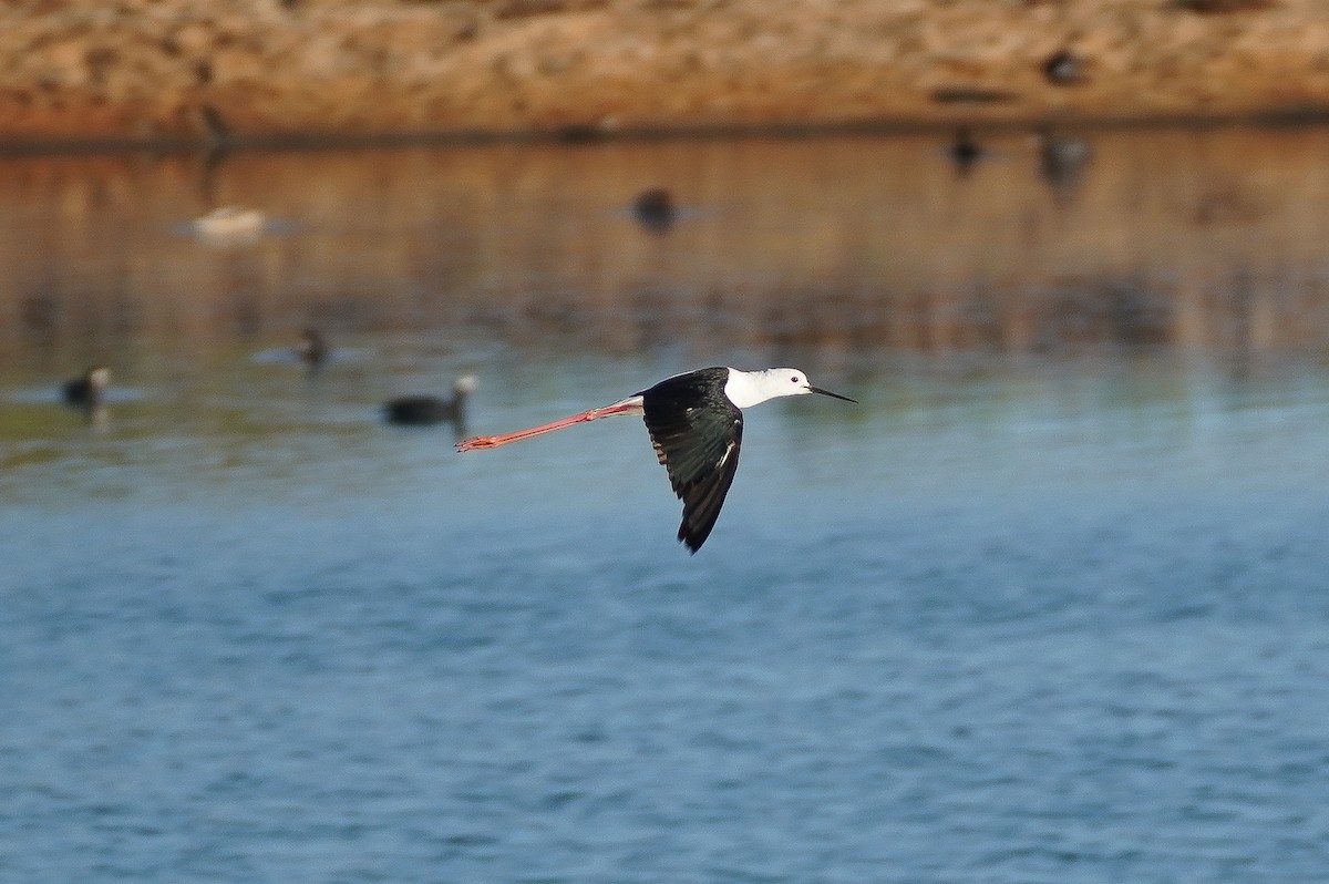 Black-winged Stilt - ML597286971