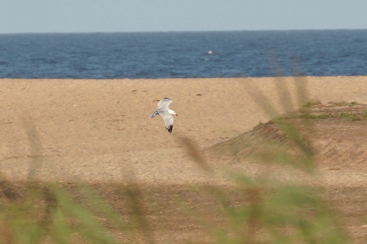 Audouin's Gull - ML597287031