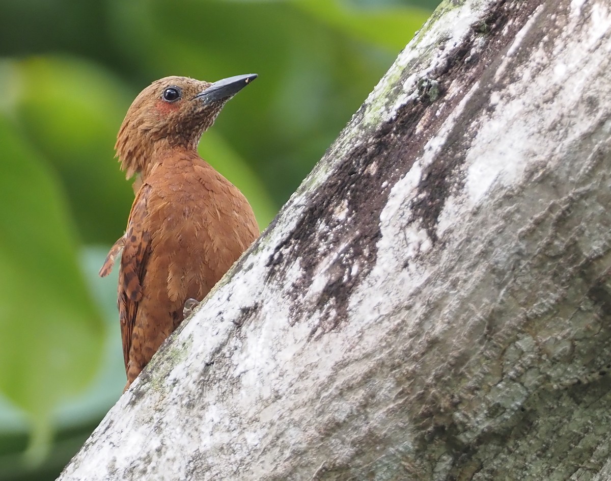 Rufous Woodpecker - ML597287761