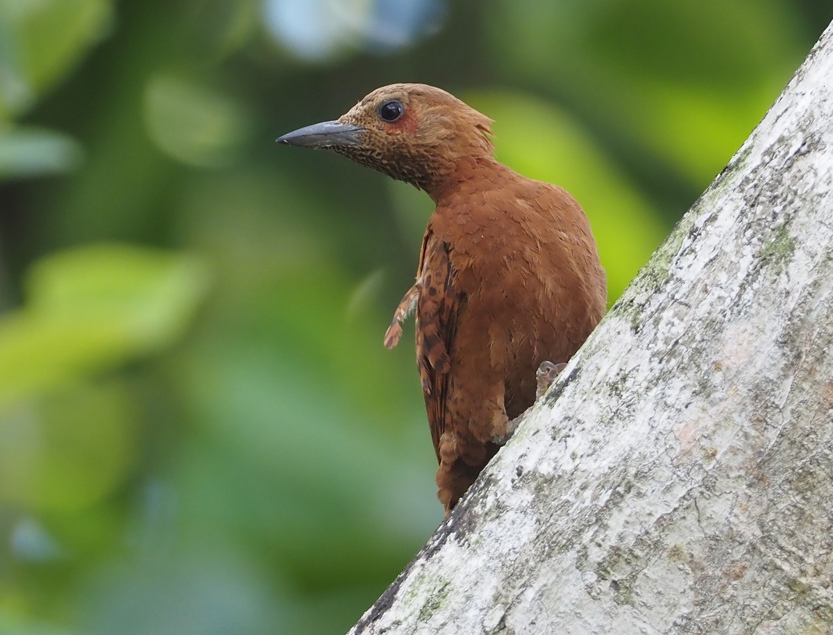 Rufous Woodpecker - ML597287851