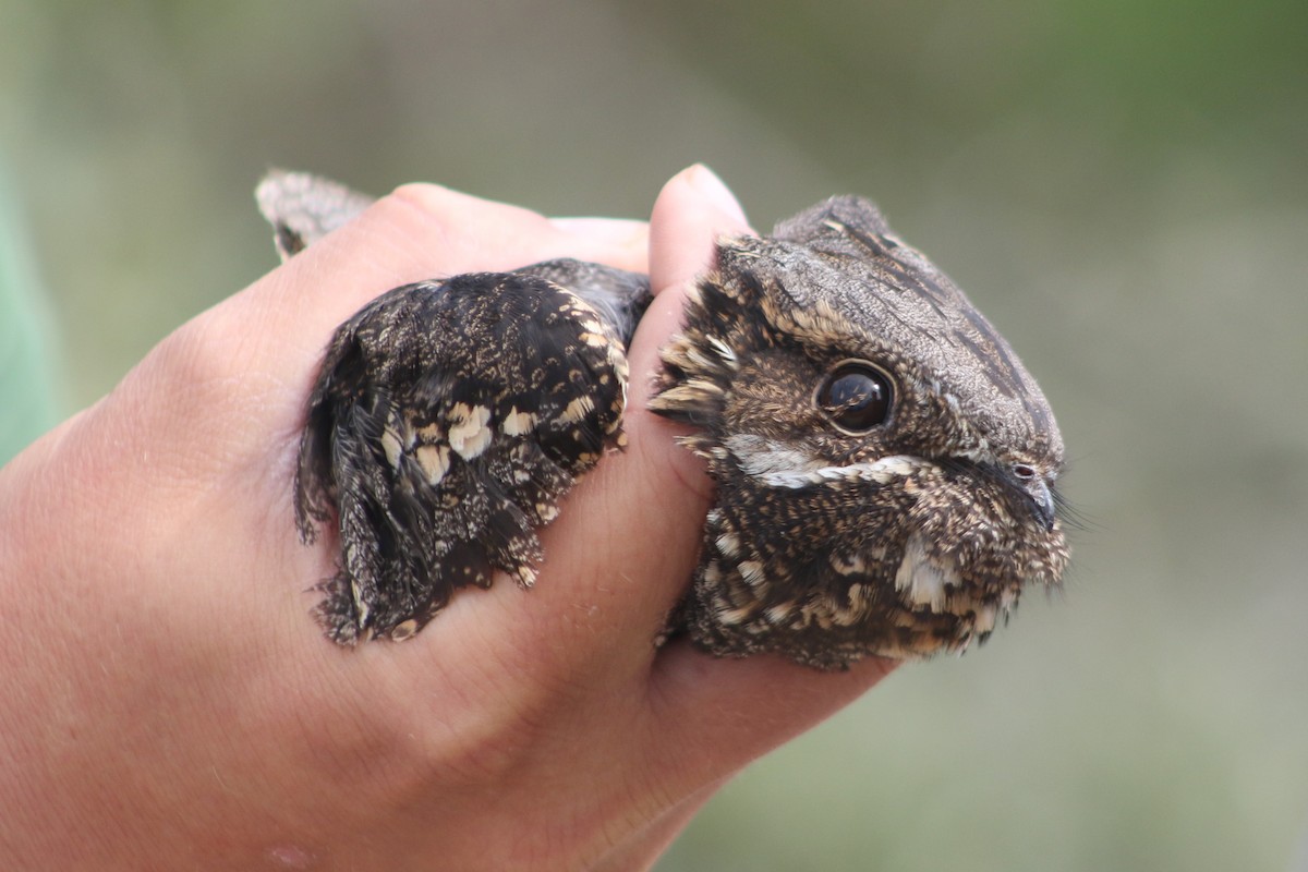 Eurasian Nightjar - ML597289061