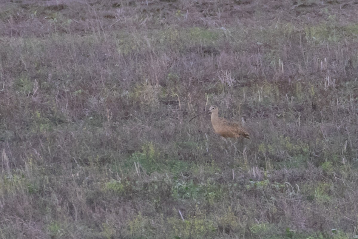 Long-billed Curlew - ML597289971