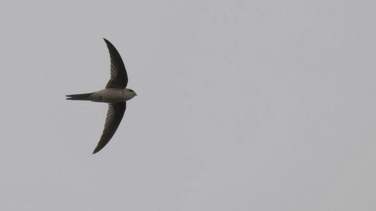 Asian Palm Swift - ML597290541