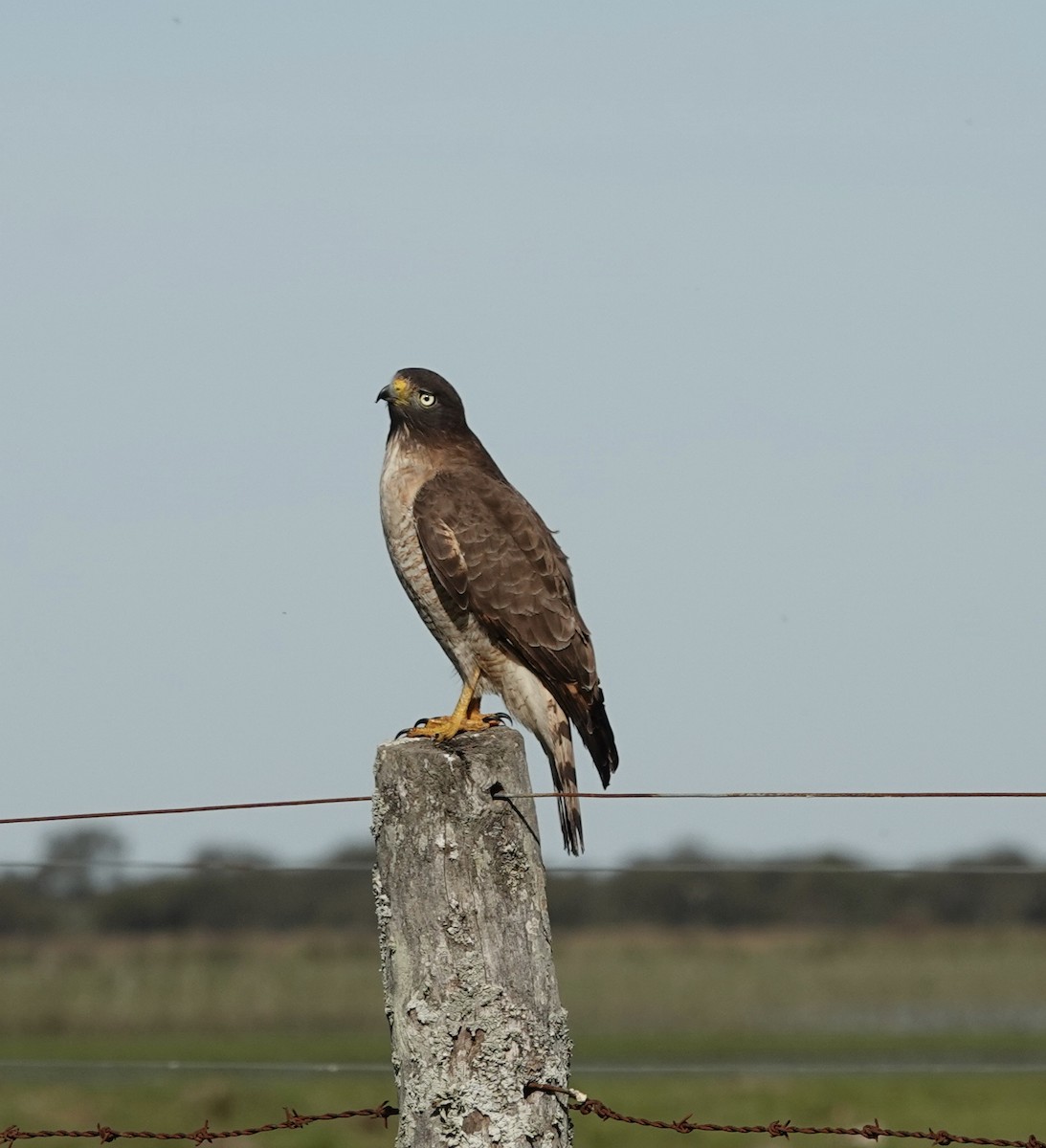 Roadside Hawk - ML597290561